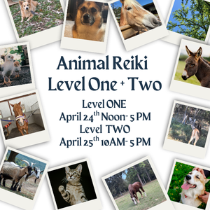 This is a variety of photographs of animals I have done reiki on over the years and a few stock photos. In the center is advertised Reiki Level 1 and 2 and the dates of April 24th and 25th.